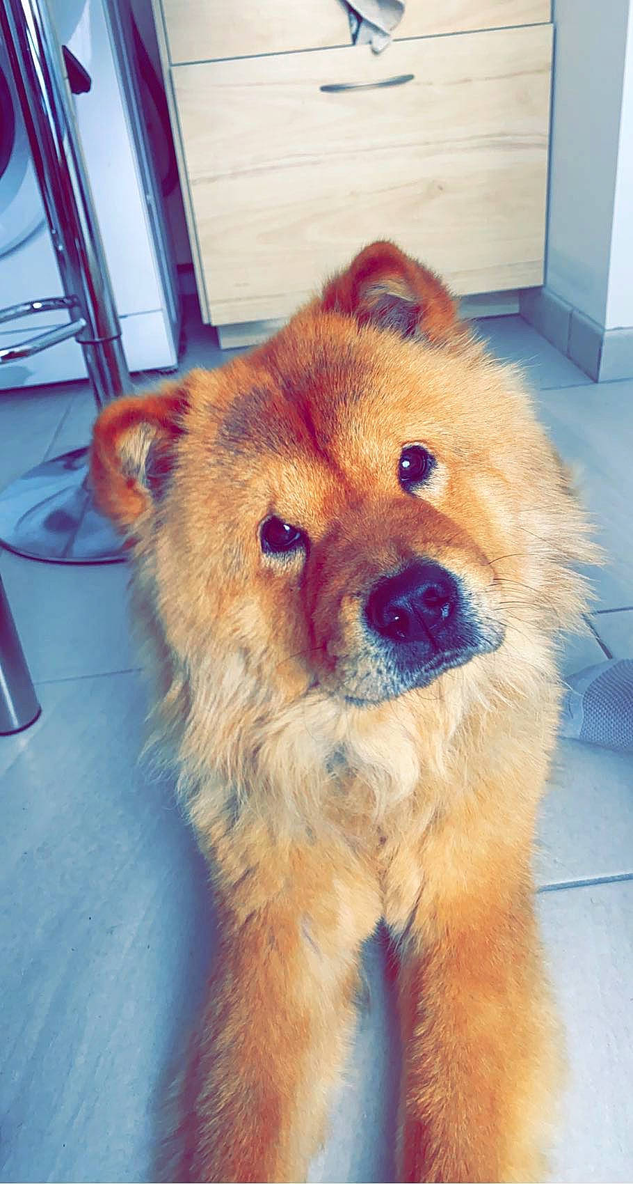 Piña participe au concours pour gagner de l'argent avec cette photo : canidae, carnivore, collar, companion_dog, dog, dog_breed, dog_supply, fawn, flooring, fur, liver, non_sporting_group, snout, sporting_group, working_animal