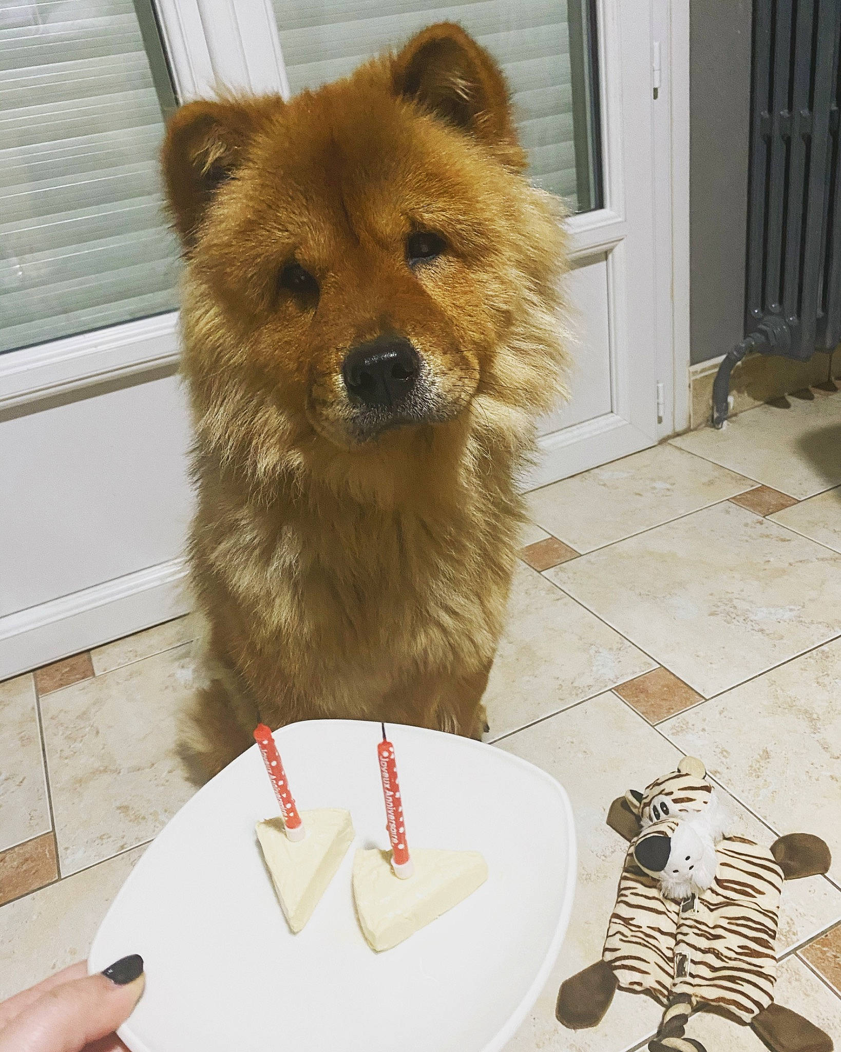 Piña participe au concours pour gagner de l'argent avec cette photo : art, carnivore, comfort_food, companion_dog, dishware, dog, dog_breed, dog_supply, door, flooring, food, fur, ingredient, plate, snout, spitz, table, tableware, window, working_animal