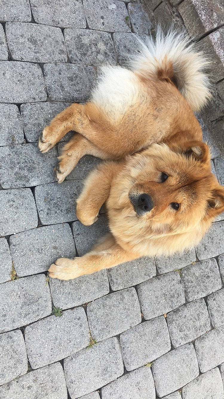 Piña participe au concours pour gagner de l'argent avec cette photo : canidae, carnivore, cobblestone, companion_dog, dog, dog_breed, dog_supply, fawn, flooring, fur, liver, paw, pet_supply, road_surface, snout, sporting_group, tail, terrestrial_animal, terrier, working_animal