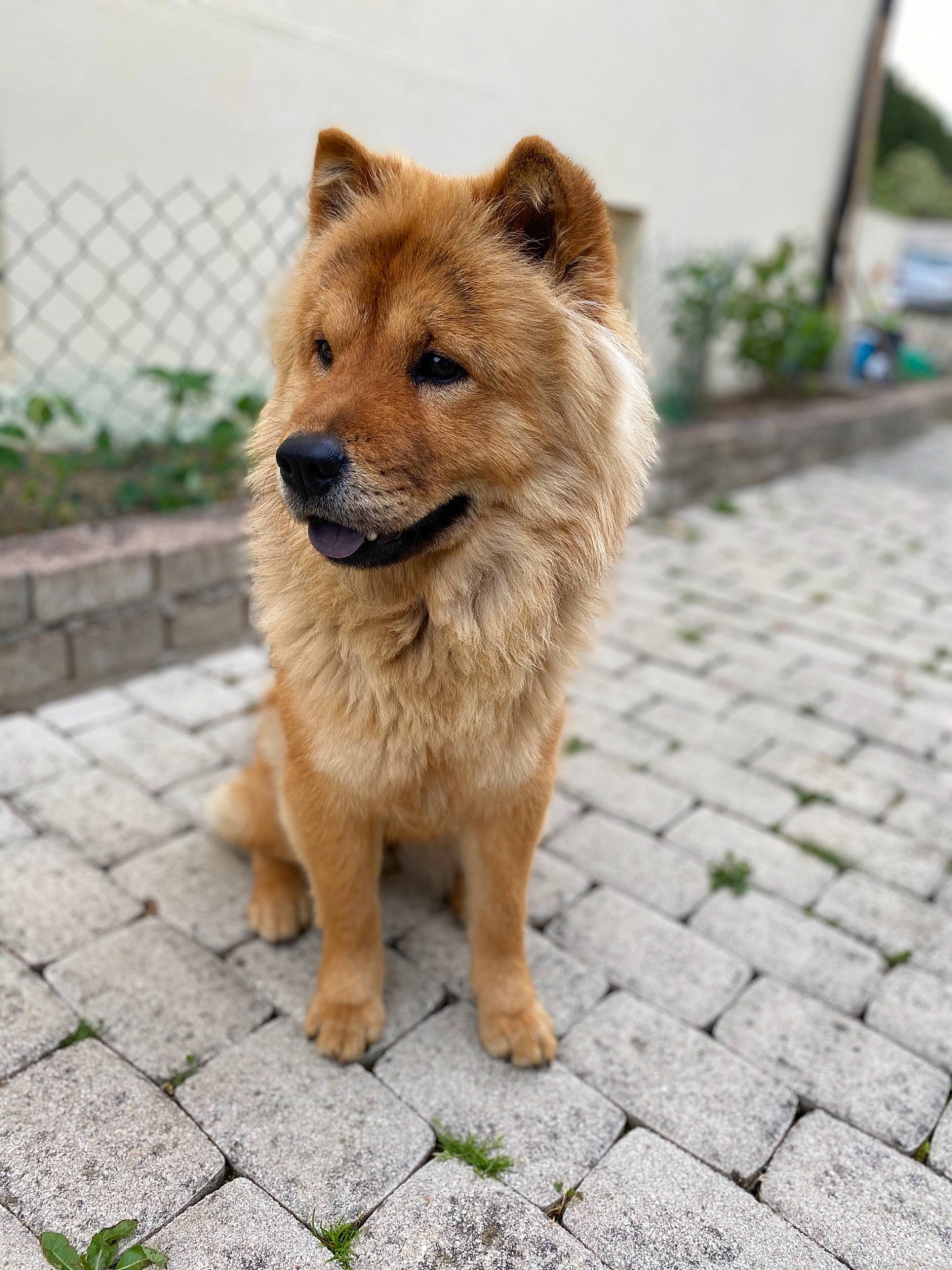 Piña a rejoint le concours — aidez-le/la à gagner de superbes lots ! ancient_dog_breeds, canidae, carnivore, cobblestone, collar, companion_dog, dog, dog_breed, fawn, fence, flagstone, mesh, non_sporting_group, plant, road_surface, snout, sporting_group, terrestrial_animal, working_animal, working_dog
