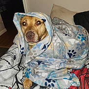 Rosie is registered to the contest to win money with this photo: dog, blanket, paw_print, cozy, indoor, couch, pet, brown_dog, fur, animal, resting, comfort, warm, wrapped, home, cute, snuggled, relaxed, paw, furniture