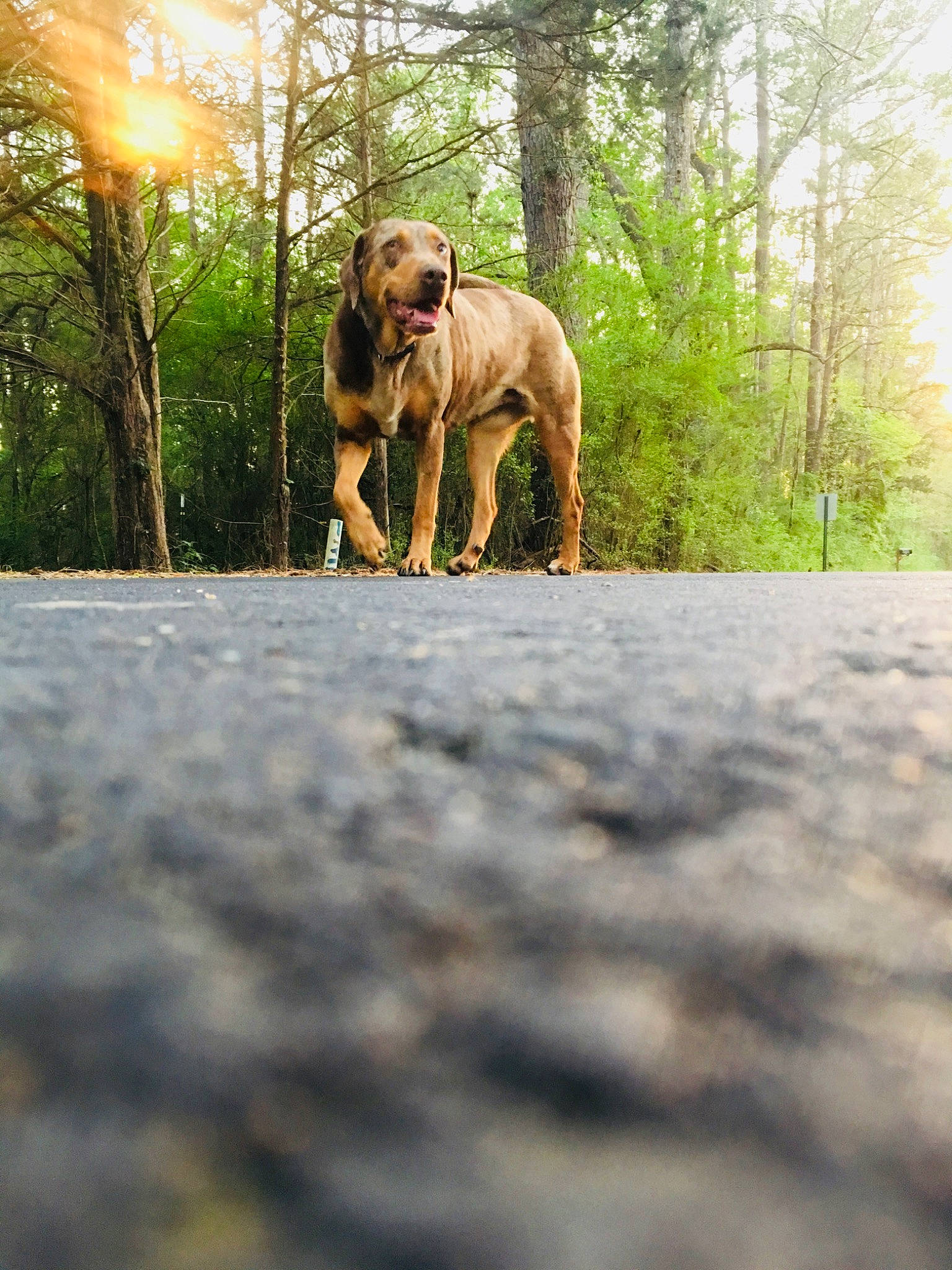 Roux is registered to the contest to win money with this photo: boerboel, broholmer, canidae, carnivore, dog, dog_breed, fawn, fila_brasileiro, forest, guard_dog, mammal, perro_de_presa_canario, perro_de_presa_mallorquin, rhodesian_ridgeback, sporting_group, tosa, tree, working_dog