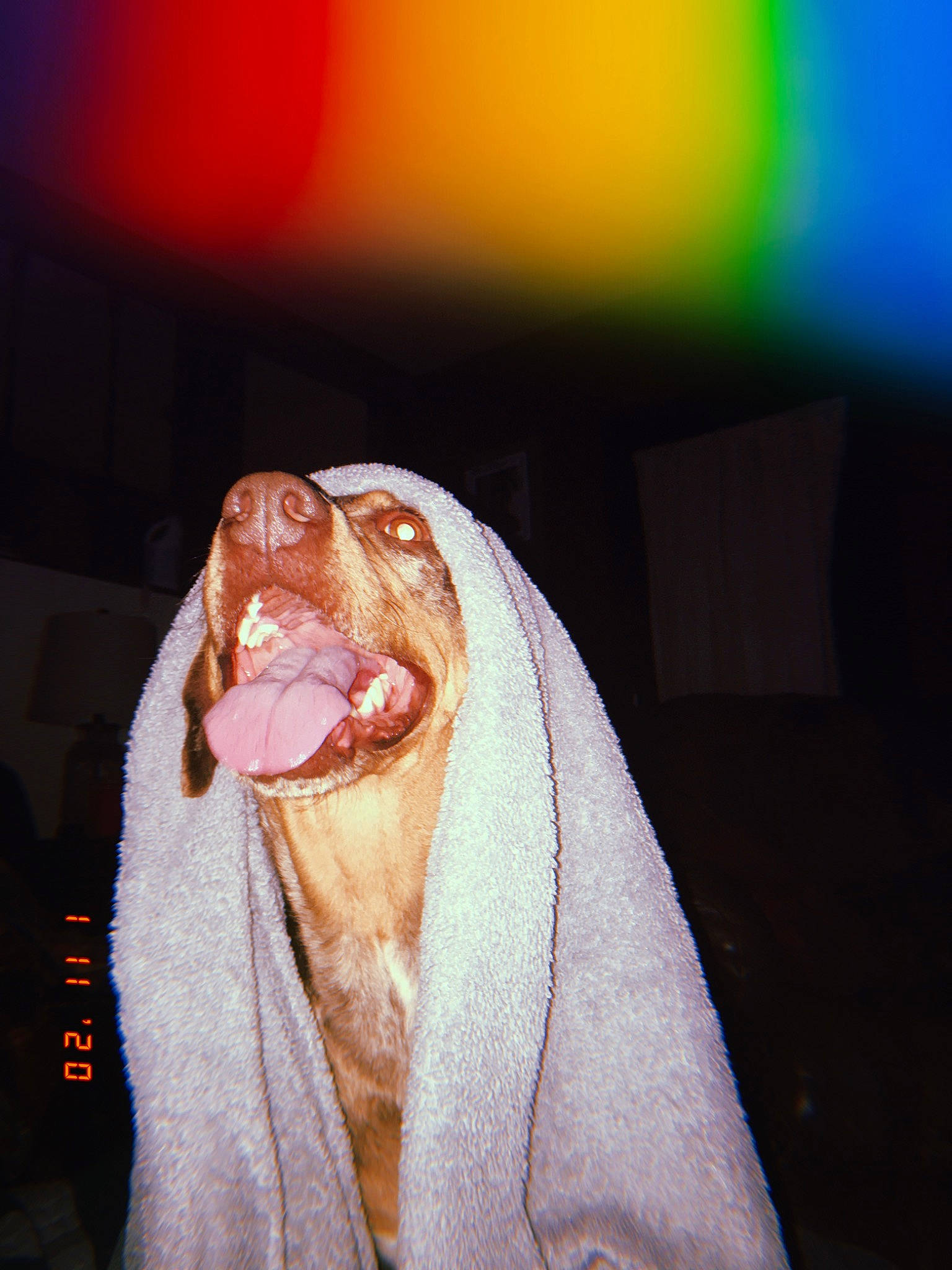 Roux is registered to the contest to win money with this photo: canidae, ear, eye, head, mouth, nose, photography, smile, snout, sporting_group, towel