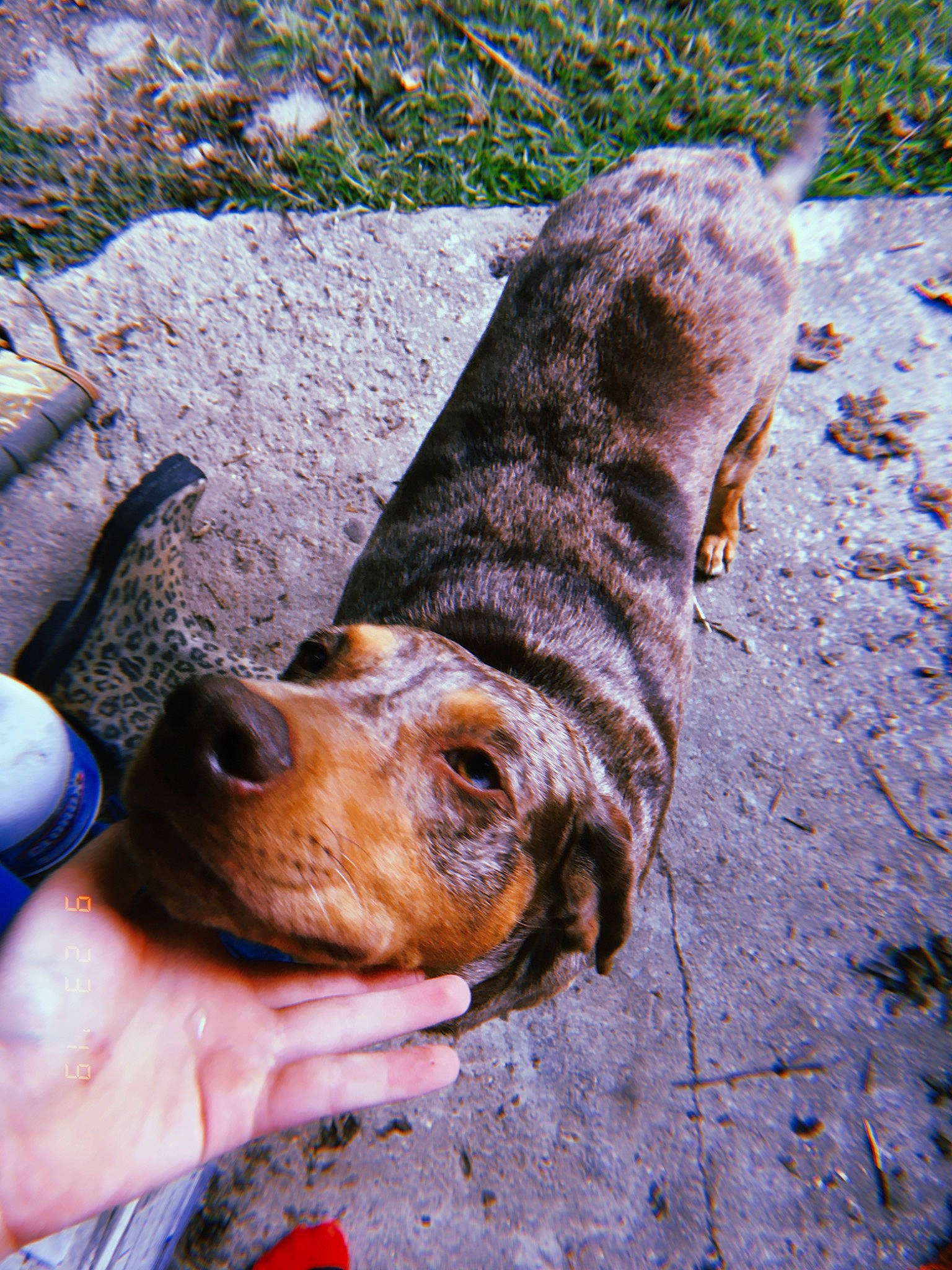 Roux joined the competition — help win amazing prizes! bluetick_coonhound, canidae, carnivore, dog, dog_breed, fawn, hound, mammal, mountain_cur, snout, sporting_group, vertebrate