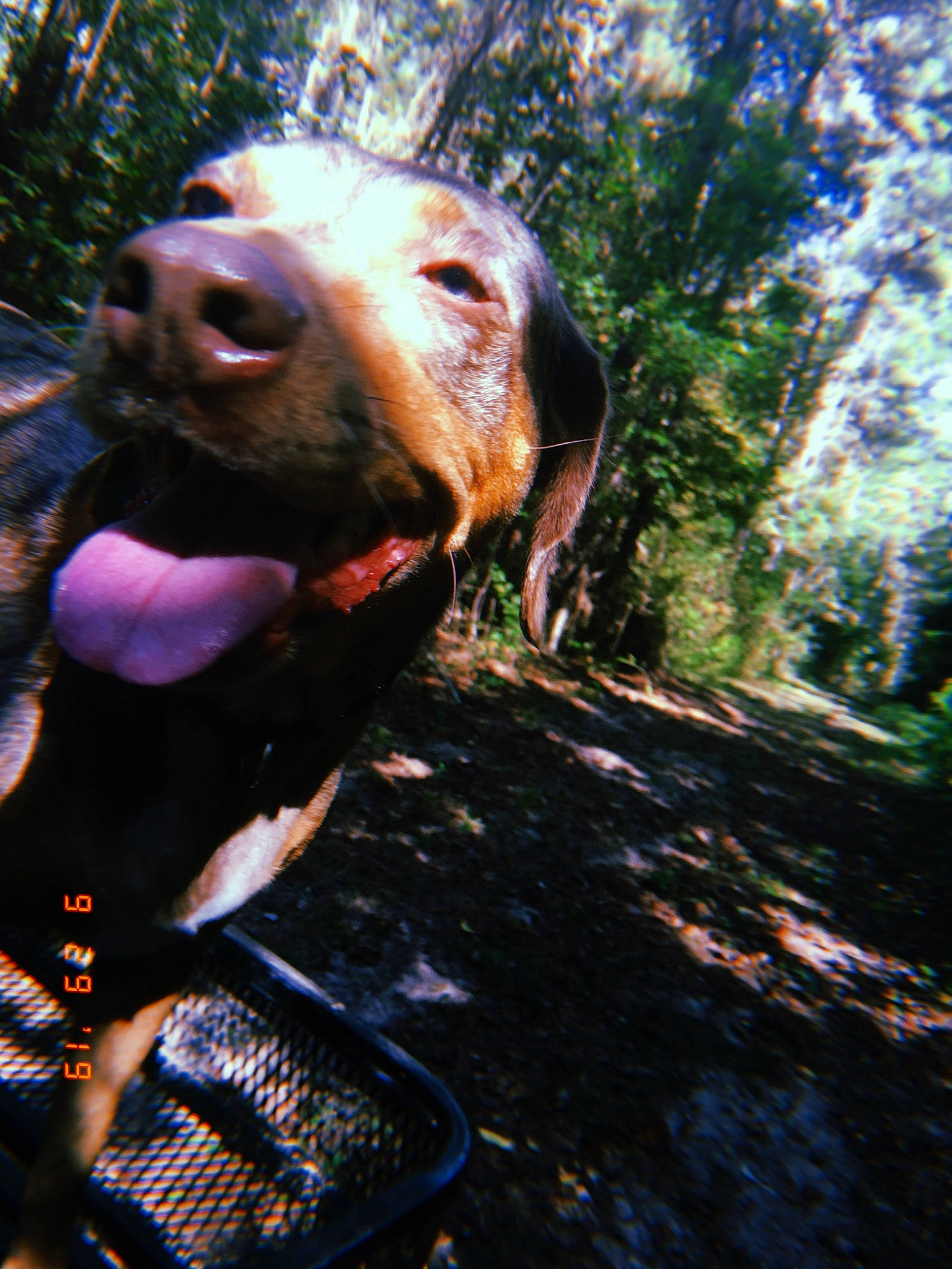 Roux is registered to the contest to win money with this photo: adventure, canidae, carnivore, chesapeake_bay_retriever, dog, dog_breed, fawn, german_shorthaired_pointer, hunting_dog, labrador_retriever, mountain_cur, pointing_breed, retriever, snout, sporting_group, vertebrate, weimaraner