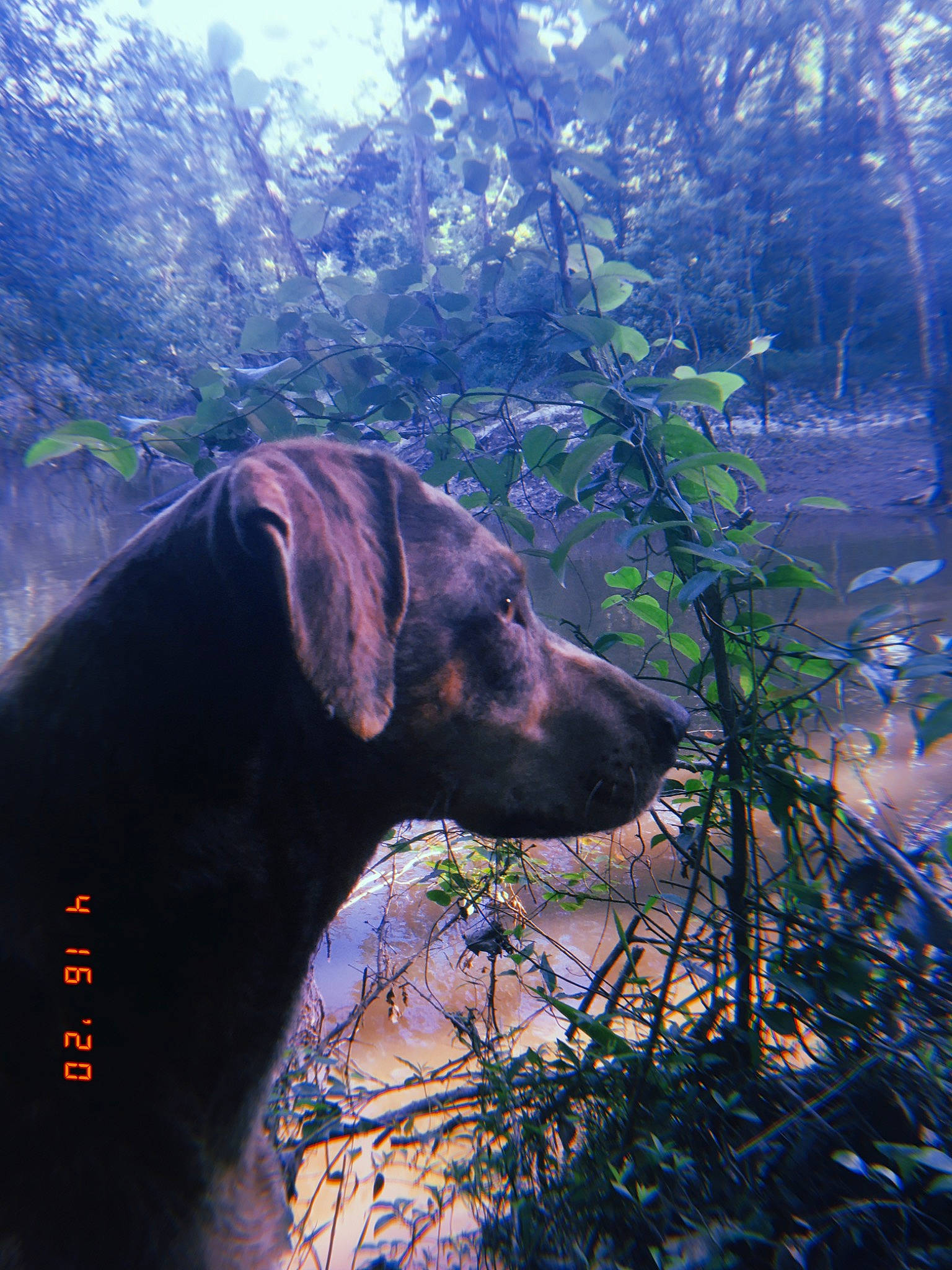 Lena is registered to the contest to win money with this photo: adventure, blue_lacy, canidae, carnivore, dog, dog_breed, fawn, forest, hunting_dog, jungle, labrador_retriever, morning, mountain_cur, patterdale_terrier, plant, rainforest, sporting_group, sunlight, tree, woodland