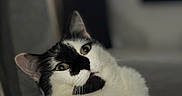 Kevin participe au concours pour gagner de l'argent avec cette photo : animal, background_blur, black_and_white, cat, close_up, curious, cute, domestic, eyes, face, feline, fur, indoor, lying_down, mammal, pet, portrait, relaxed, soft_focus, whiskers