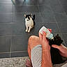 animal, arm, black_and_white_cat, black_cat, bottle_feeding, cat, chair_legs, curious, feeding, floor, hand, human, indoor, kitten, person, pet, shorts, sitting, tile_floor, watching