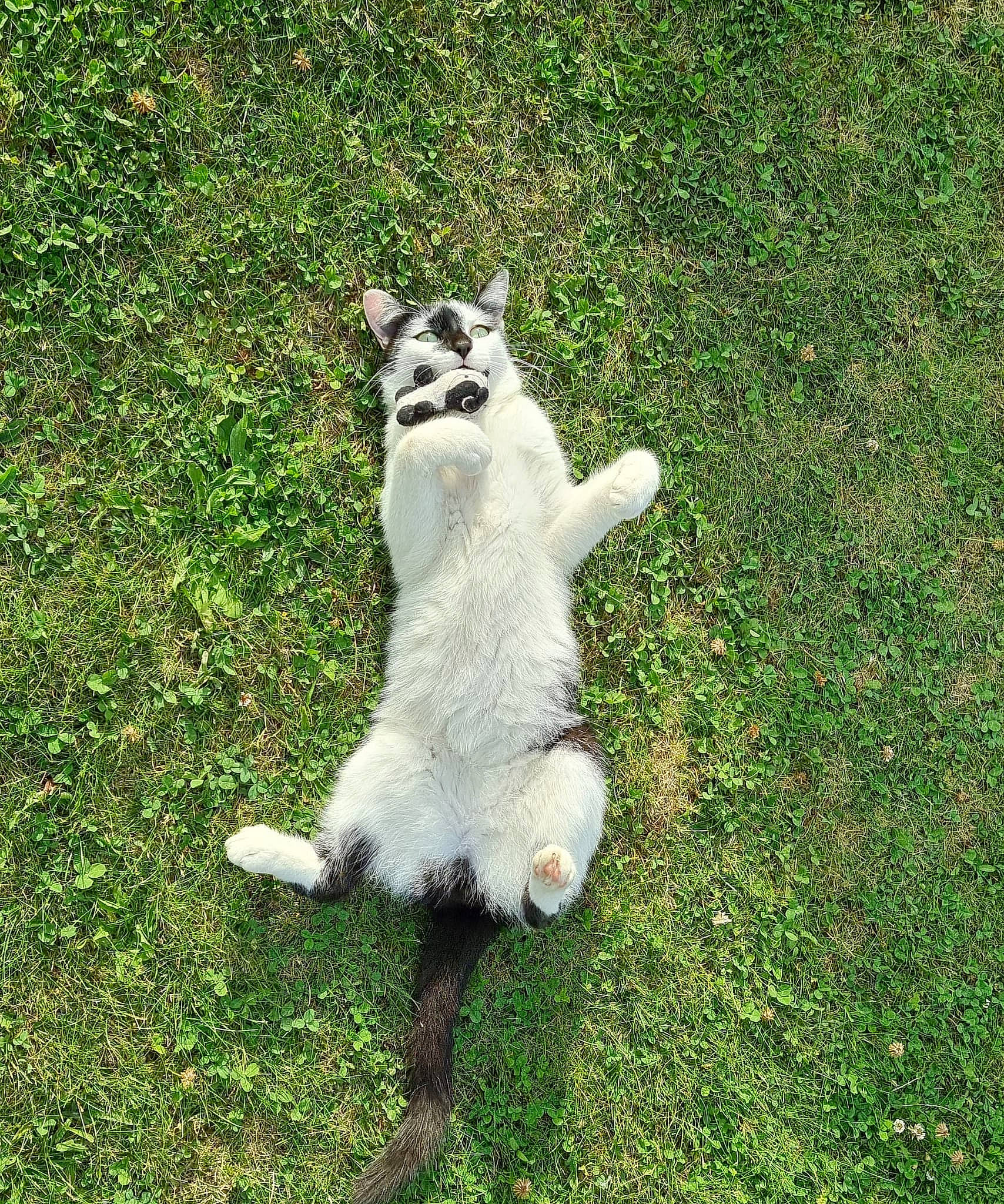 Kevin a rejoint le concours — aidez-le/la à gagner de superbes lots ! canidae, carnivore, cat, companion_dog, dog_breed, domestic_short_haired_cat, fawn, felidae, foot, fur, grass, groundcover, lawn, plant, small_to_medium_sized_cats, snout, sporting_group, tail, terrestrial_animal, whiskers