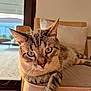 cat, tabby_cat, indoor, chair, cushion, pet, feline, animal, close_up, whiskers, relaxed, sunlight, golden_hour, portrait, looking_at_camera, domestic_cat, ears, paw, wooden_furniture, home