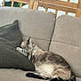 cat, sleeping, couch, pillow, indoor, feline, resting, cozy, pet, fur, whiskers, tail, wooden_lattice, green_leaves, home, relaxation, domestic_animal, comfort, quiet, nap