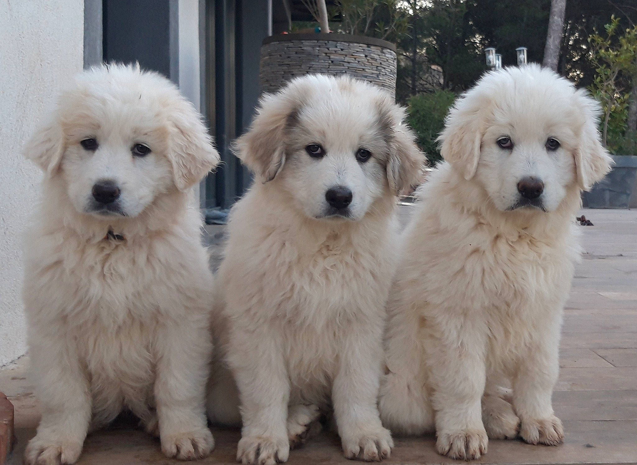 Stan a rejoint le concours — aidez-le/la à gagner de superbes lots ! ancient_dog_breeds, canidae, carnivore, companion_dog, dog, dog_breed, fur, giant_dog_breed, grass, non_sporting_group, plant, polish_tatra_sheepdog, puppy, snout, sporting_group, tree, white, working_animal, working_dog