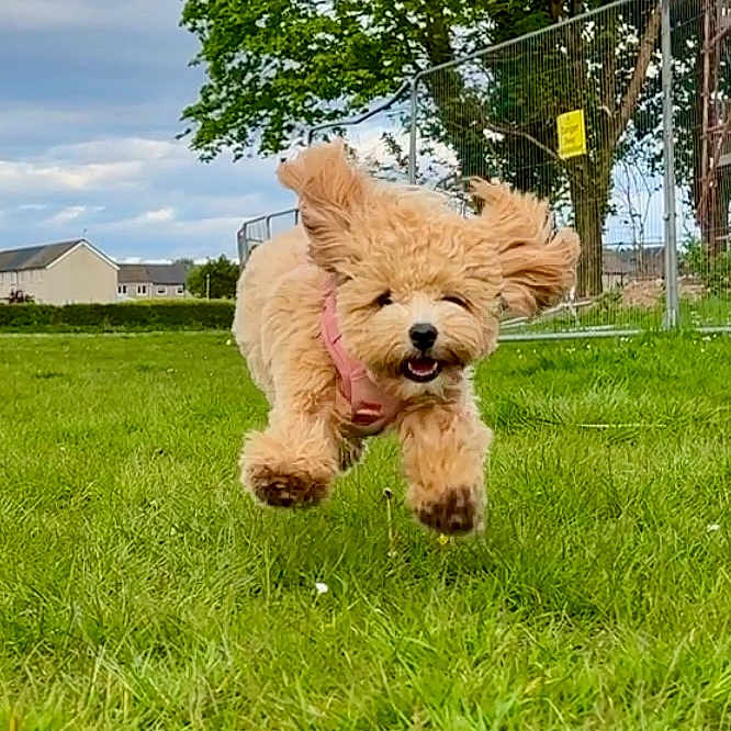 Pixie joined the competition — help win amazing prizes! animal, architecture, ball, building, canine, dog, field, grass, grassland, green, lawn, nature, outdoors, park, pet, plant, puppy, shelter, tree, vegetation