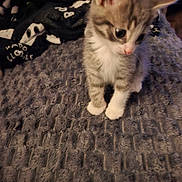 Loki is registered to the contest to win money with this photo: animal, blanket, cat, cozy, curious, cute, ears, feline, fur, gray, indoor, kitten, looking_down, paws, pet, soft, texture, whiskers, white, young