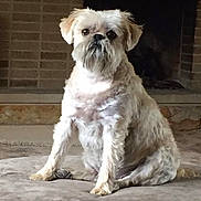 Roxie joined the competition — help win amazing prizes! animal, beard, brick, canine, cute, dog, ears, face, fireplace, floor, fur, house, indoor, looking, muzzle, paw, pet, sitting, small_dog, soft_surface