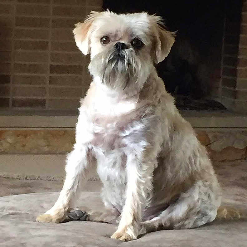 Roxie joined the competition — help win amazing prizes! animal, beard, brick, canine, cute, dog, ears, face, fireplace, floor, fur, house, indoor, looking, muzzle, paw, pet, sitting, small_dog, soft_surface