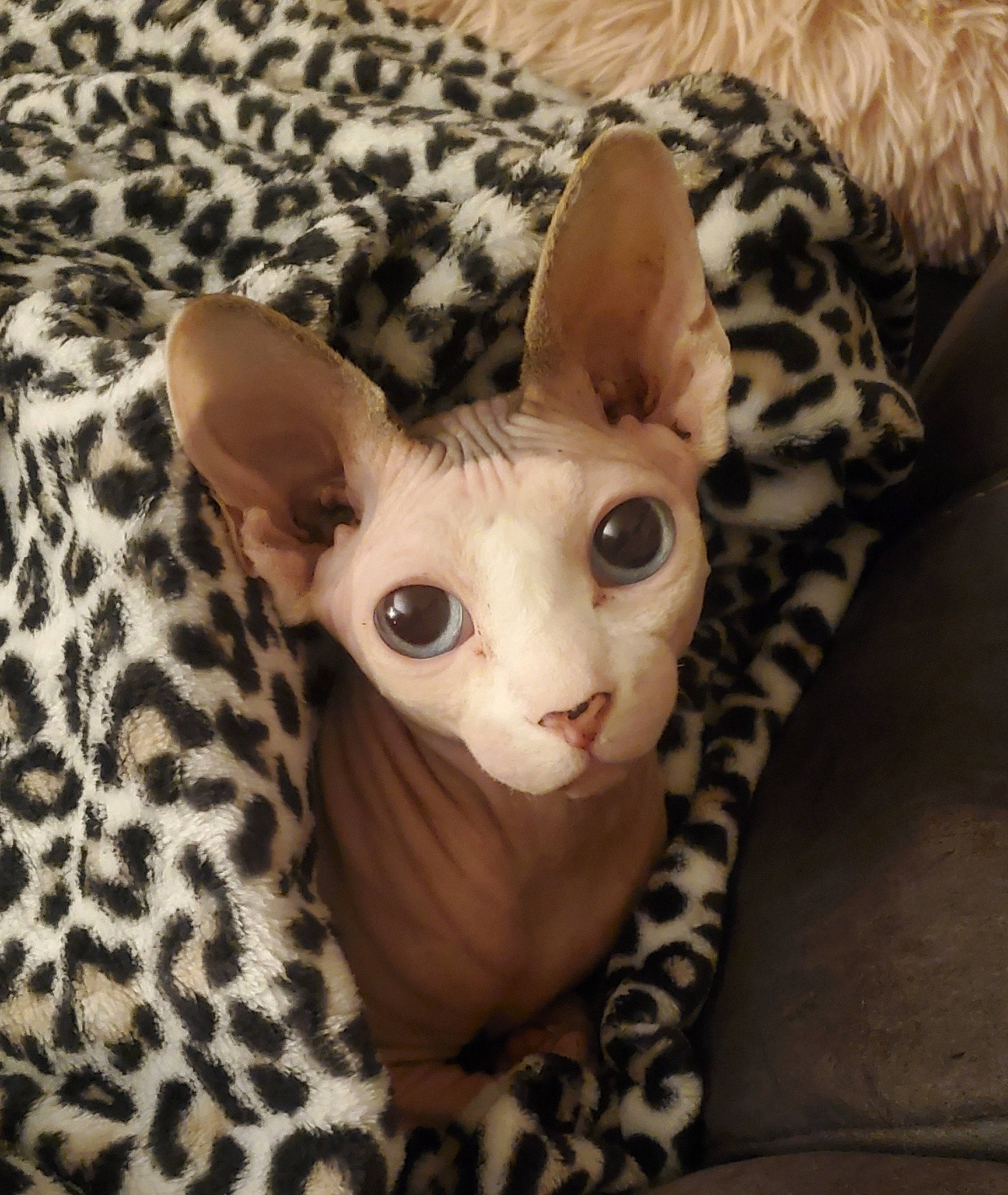 Dursley joined the competition — help win amazing prizes! carnivore, cat, comfort, domestic_short_haired_cat, donskoy, ear, eye, fawn, felidae, fur, head, iris, pattern, rex_cat, small_to_medium_sized_cats, snout, sphynx, tail, terrestrial_animal, whiskers