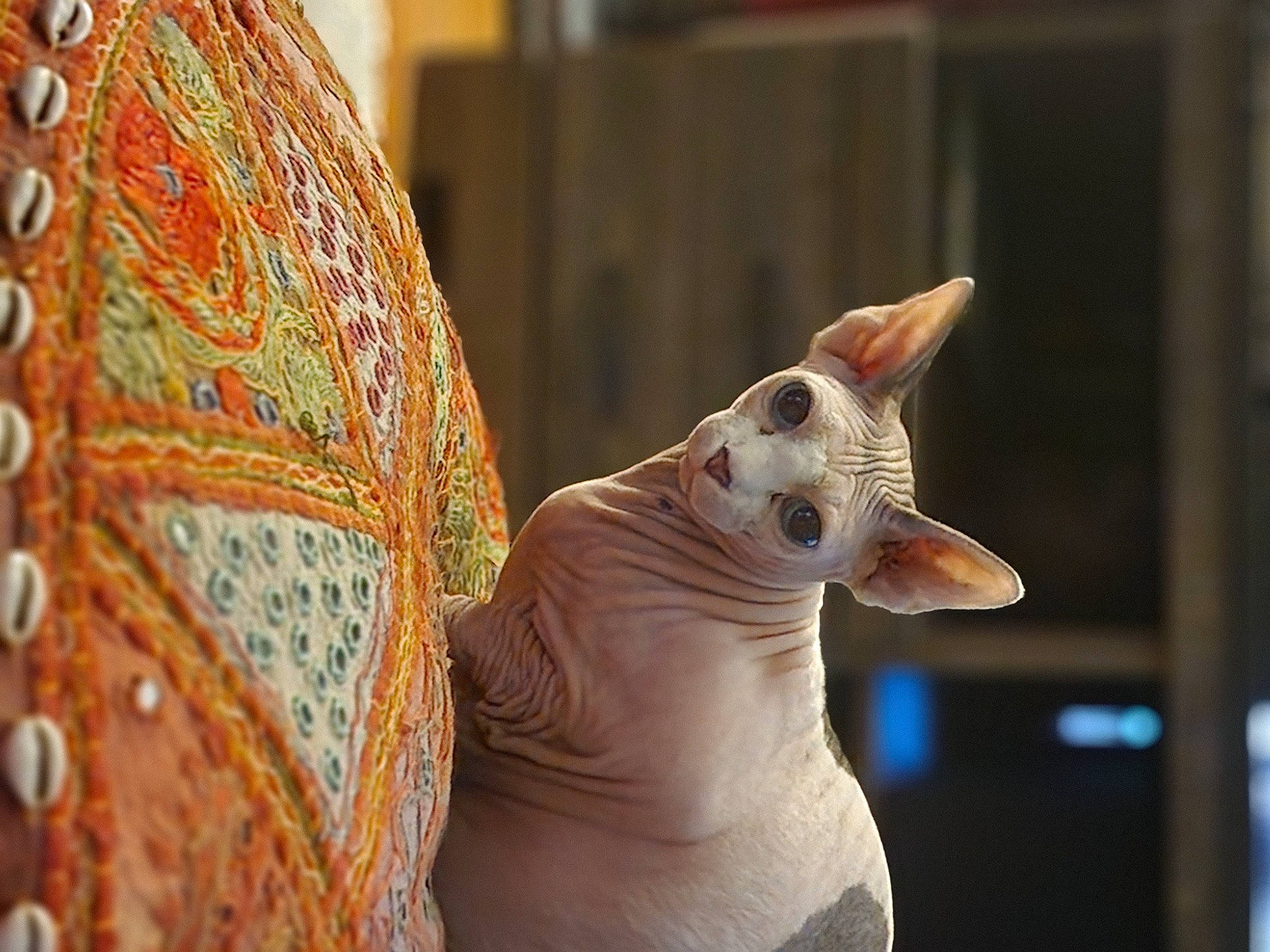 Dursley joined the competition — help win amazing prizes! carnivore, cat, close_up, cone, donskoy, fawn, felidae, fur, pattern, peach, sculpture, small_to_medium_sized_cats, snout, tail, terrestrial_animal, toy, tradition, whiskers, window, wood