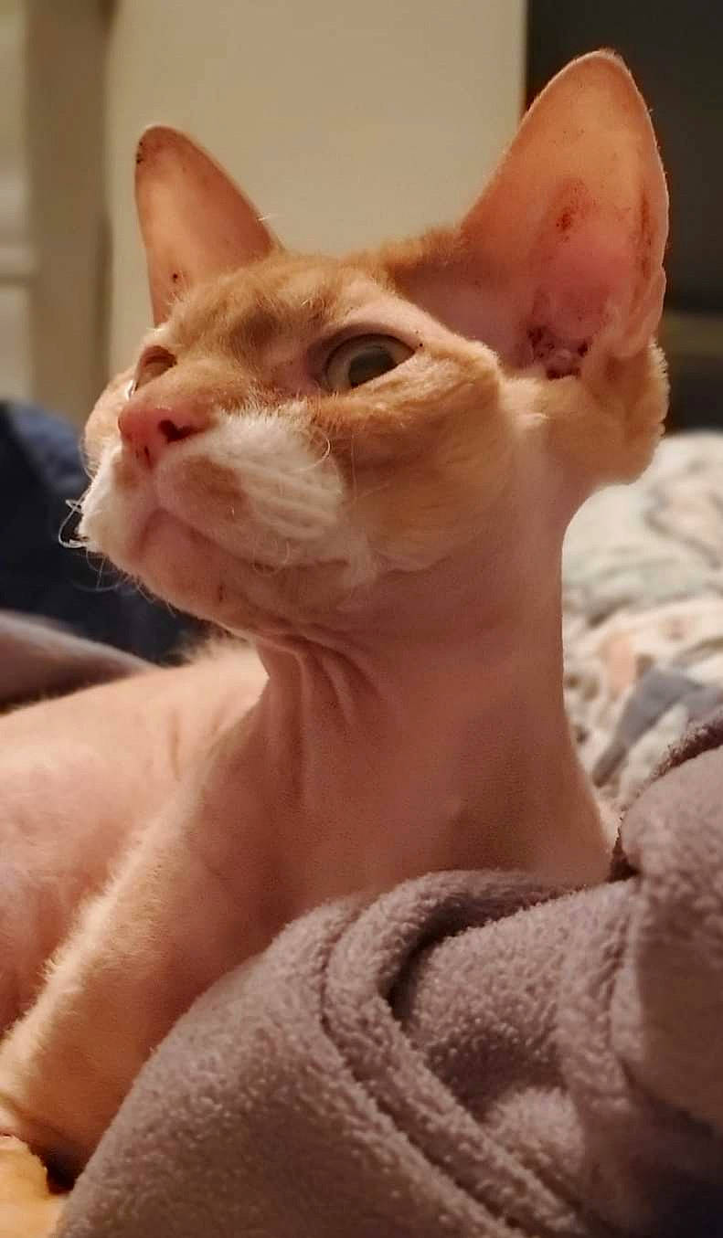 Malfoy joined the competition — help win amazing prizes! carnivore, cat, close_up, donskoy, ear, eye, eyelash, fawn, felidae, peterbald, rex_cat, small_to_medium_sized_cats, snout, sphynx, terrestrial_animal, throat, ukrainian_levkoy, whiskers