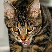 Clotaire participe au concours pour gagner de l'argent avec cette photo : cat, kitten, tabby, close_up, licking, tongue, whiskers, fur, indoor, pet, animal, cute, young, curious, eyes, paws, mammal, feline, portrait, focus