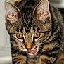 cat, kitten, tabby, close_up, licking, tongue, whiskers, fur, indoor, pet, animal, cute, young, curious, eyes, paws, mammal, feline, portrait, focus
