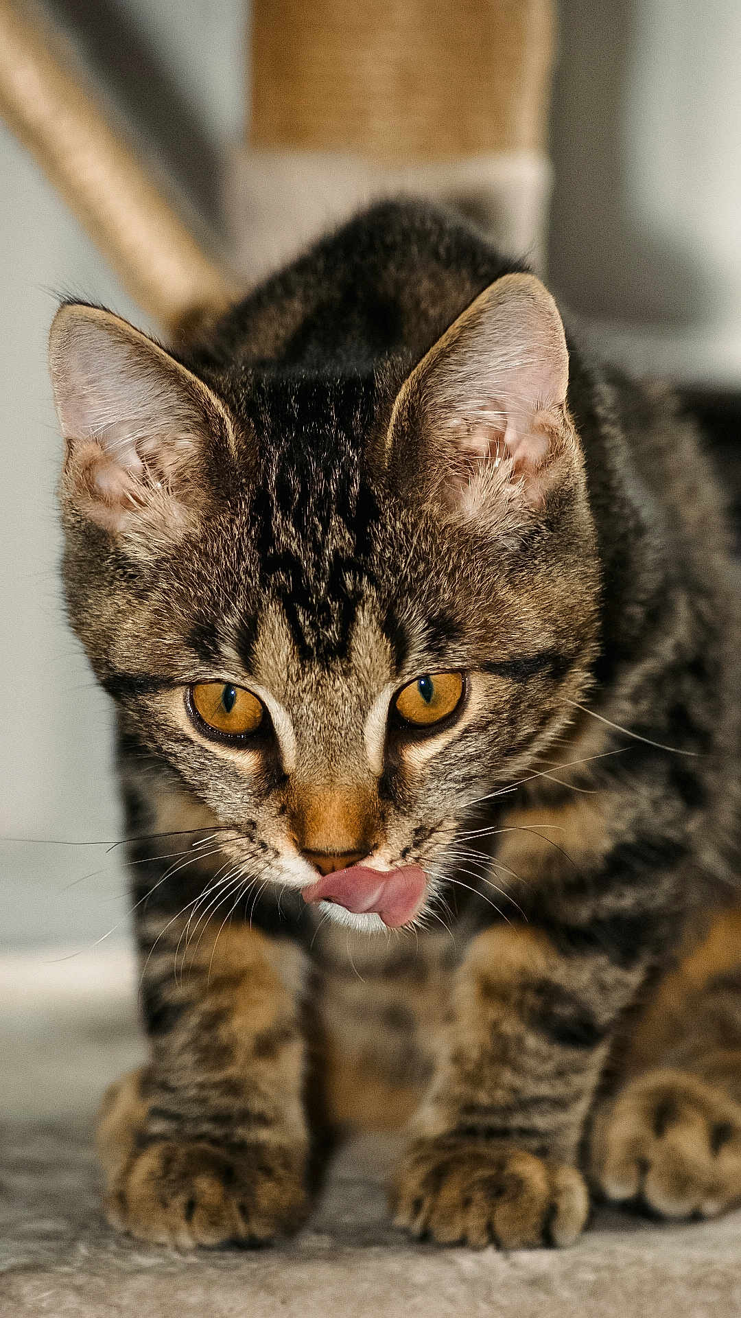 Clotaire participe au concours pour gagner de l'argent avec cette photo : cat, kitten, tabby, close_up, licking, tongue, whiskers, fur, indoor, pet, animal, cute, young, curious, eyes, paws, mammal, feline, portrait, focus