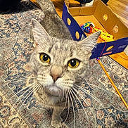 Lilly is registered to the contest to win money with this photo: cat, gray_cat, tabby, yellow_eyes, curious, close_up, carpet, rug, cardboard_box, toys, person, jeans, slippers, wooden_floor, indoor, pet, whiskers, tail, floor, home