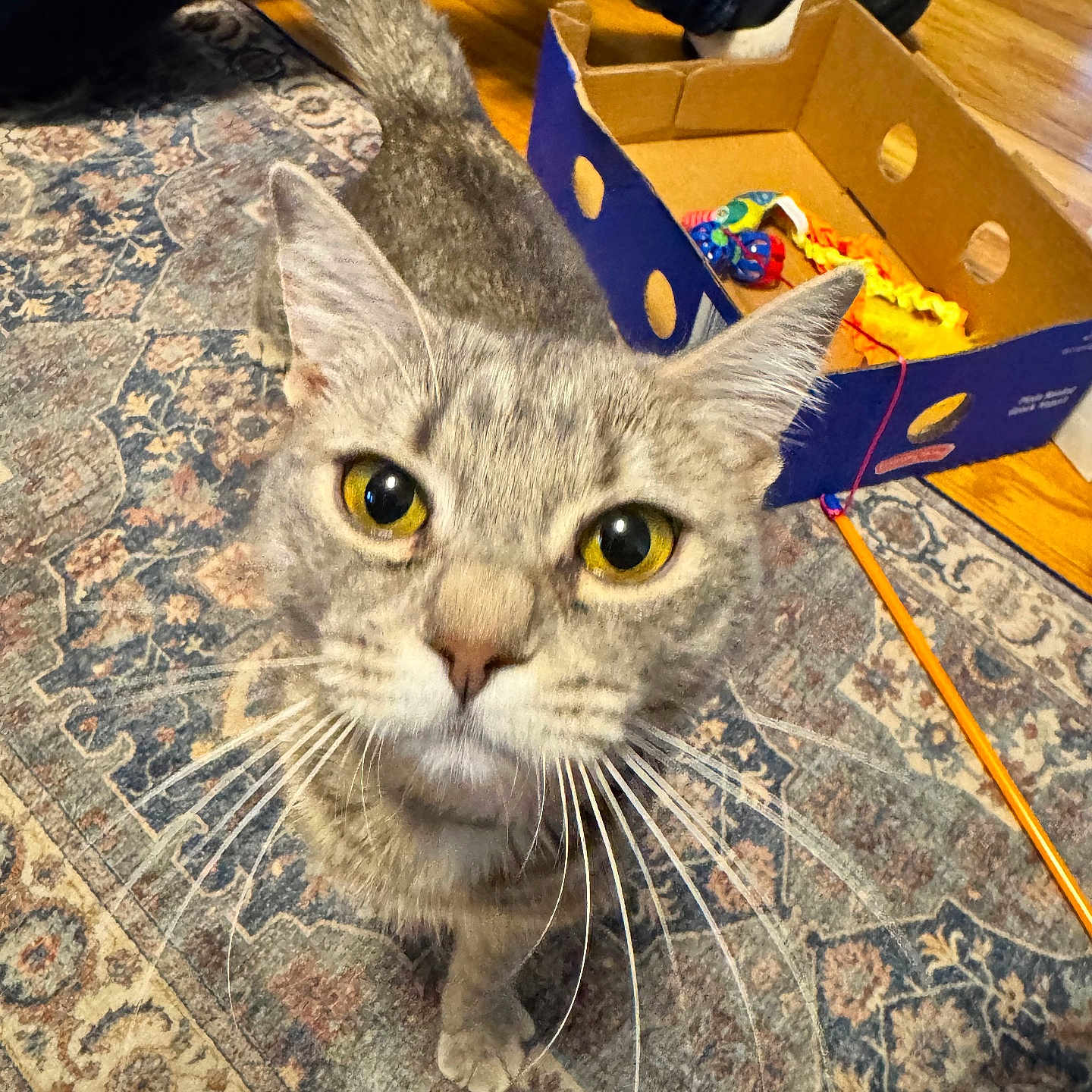 Lilly is registered to the contest to win money with this photo: cat, gray_cat, tabby, yellow_eyes, curious, close_up, carpet, rug, cardboard_box, toys, person, jeans, slippers, wooden_floor, indoor, pet, whiskers, tail, floor, home