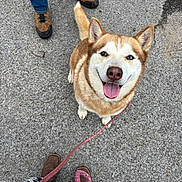 Dakota joined the competition — help win amazing prizes! dog, husky, smiling, heterochromia, leash, person, jeans, boots, gravel, outdoor, tongue_out, pet, walking, happy, canine, footwear, animal, companion, looking_up, casual_clothing