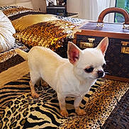 Reine Des Neiges a rejoint le concours — aidez-le/la à gagner de superbes lots ! animal_print, bed, blanket, chihuahua, curtain, decor, dog, furniture, gold_pillow, indoor, interior, luxury, pet, pillow, room, small_dog, standing, vintage_suitcase, white_dog, window