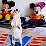 american_flag, animal, bed, blanket, cute, dog, fabric, furniture, indoor, mickey_mouse, minnie_mouse, pet, playful, plush_toy, raised_paws, small_dog, soft_toys, stuffed_animal, toy, wall