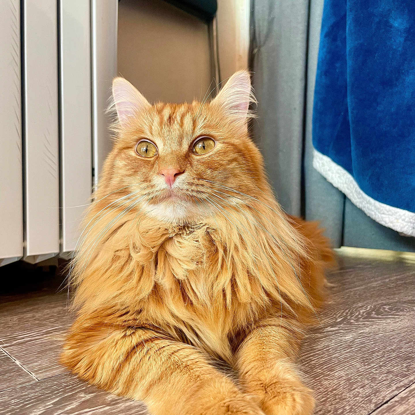 Bouny a rejoint le concours — aidez-le/la à gagner de superbes lots ! abyssinian, angora, animal, blonde, cat, curtain, door, hair, hardwood, indoors, interiordesign, kitten, manx, person, pet, plywood, stainedwood, wood