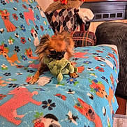 Littlebit is registered to the contest to win money with this photo: animal, blanket, colorful, comfort, cozy, cushion, cute, decor, dog, fabric, furniture, indoor, living_room, pattern, pet, playful, plush_toy, relaxing, small_dog, toy