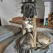 Malko participe au concours pour gagner de l'argent avec cette photo : animal, brown_dog, canine, collar, companion, dog, dog_bed, domestic, fireplace, floor, furniture, home_interior, indoor, large_dog, mammal, pets, quiet, relaxing, resting, two_dogs