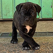 Ares a rejoint le concours — aidez-le/la à gagner de superbes lots ! puppy, dog, brindle, walking, outdoor, curious, young, pet, animal, paw, fur, closeup, concrete, metal_door, cute, front_view, small, adorable, ground, background