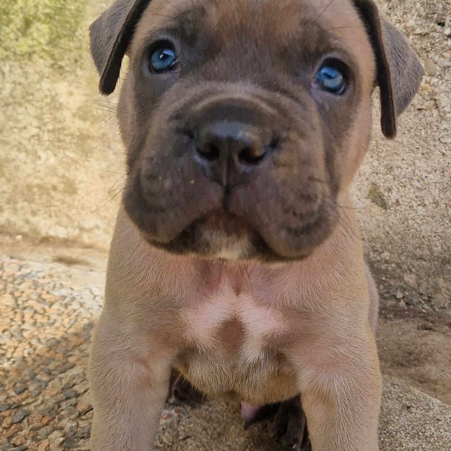 Aladin participe au concours pour gagner de l'argent avec cette photo : animal, black_nose, blue_eyes, brown_fur, close_up, concrete, curious, dog, ears, face, ground, outdoor, paws, pet, puppy, snout, texture, tire, wall, young