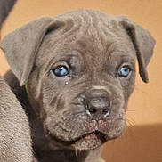 Atomes a rejoint le concours — aidez-le/la à gagner de superbes lots ! puppy, dog, blue_eyes, close_up, indoor, carpet, gray_fur, young, pet, animal, cute, wrinkled_face, sitting, fur, domestic_animal, mammal, companion, background_blur, curious, portrait