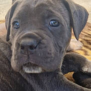 Abby participe au concours pour gagner de l'argent avec cette photo : puppy, dog, close_up, animal, pet, cute, fur, brown, black, lying_down, blanket, indoor, young, canine, mammal, face, ears, nose, resting, companion
