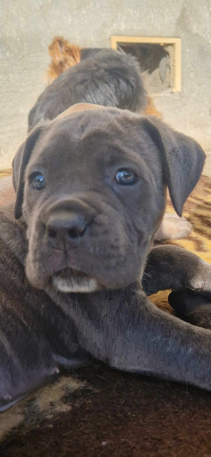 Abby participe au concours pour gagner de l'argent avec cette photo : puppy, dog, close_up, animal, pet, cute, fur, brown, black, lying_down, blanket, indoor, young, canine, mammal, face, ears, nose, resting, companion