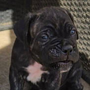 Aya participe au concours pour gagner de l'argent avec cette photo : puppy, dog, brindle, black, white_patch, sitting, floor, indoor, curious, young, pet, animal, canine, paw, texture, background, closeup, portrait, small, cute