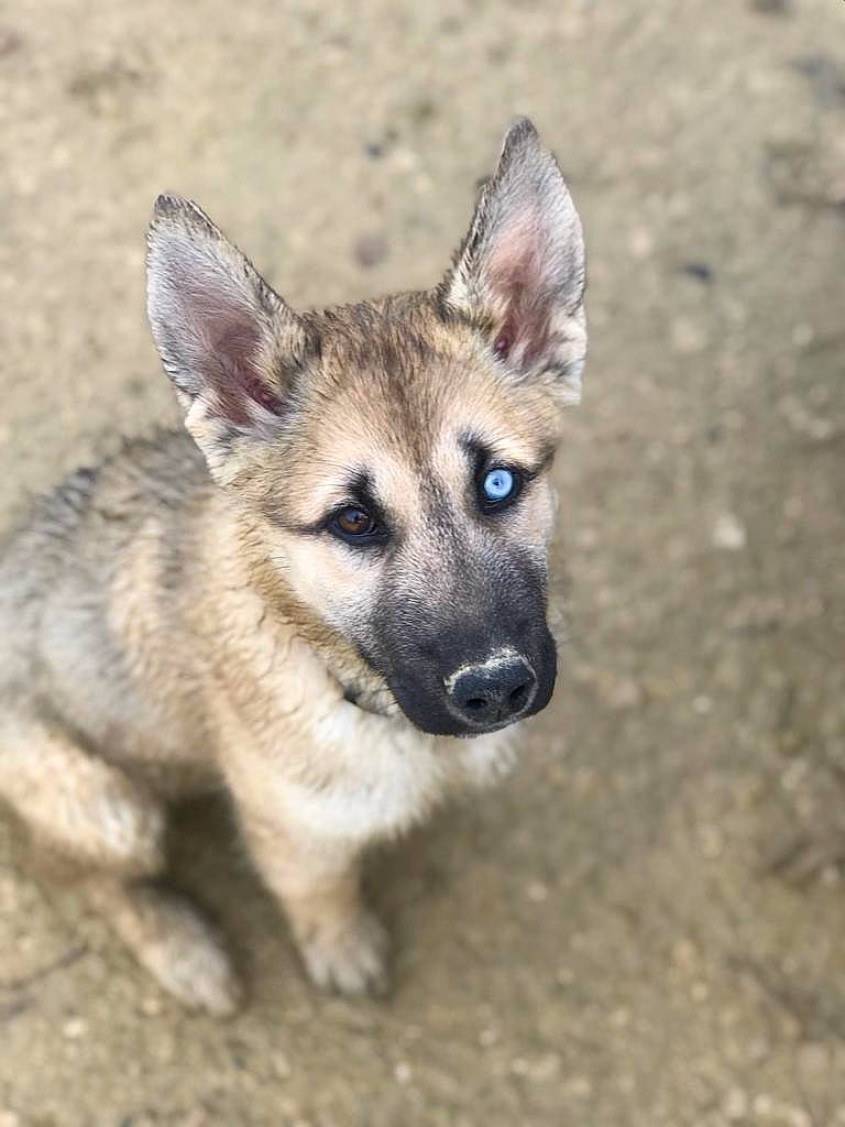 Rokia a rejoint le concours — aidez-le/la à gagner de superbes lots ! canidae, carnivore, dog, dog_breed, fawn, fur, snout, terrestrial_animal, whiskers