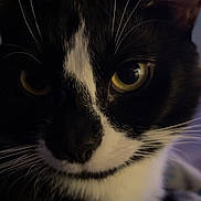 Nova joined the competition — help win amazing prizes! cat, close_up, black_and_white, whiskers, yellow_eyes, fur, pet, animal, portrait, indoor, cute, feline, face, curious, soft_lighting, blurred_background, domestic_cat, nose, ears, expression