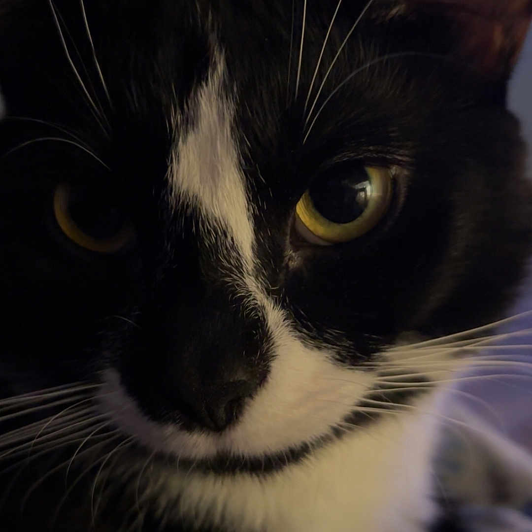 Nova joined the competition — help win amazing prizes! animal, black_and_white, blurred_background, cat, close_up, curious, cute, domestic_cat, ears, expression, face, feline, fur, indoor, nose, pet, portrait, soft_lighting, whiskers, yellow_eyes