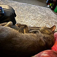 Peppa is registered to the contest to win money with this photo: abyssinian, animal, architecture, bed, bedroom, building, canine, cat, couch, cushion, electronics, furniture, homedecor, indoors, mobilephone, person, pet, phone, room, sleeping