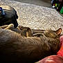 abyssinian, animal, architecture, bed, bedroom, building, canine, cat, couch, cushion, electronics, furniture, homedecor, indoors, mobilephone, person, pet, phone, room, sleeping