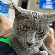 Peppa Robinson is registered to the contest to win money with this photo: cat, gray_cat, close_up, green_eyes, pet, feline, whiskers, ears, blanket, indoor, cozy, soft_texture, fur, domestic_animal, resting, comfort, portrait, animal_face, household, blurred_background