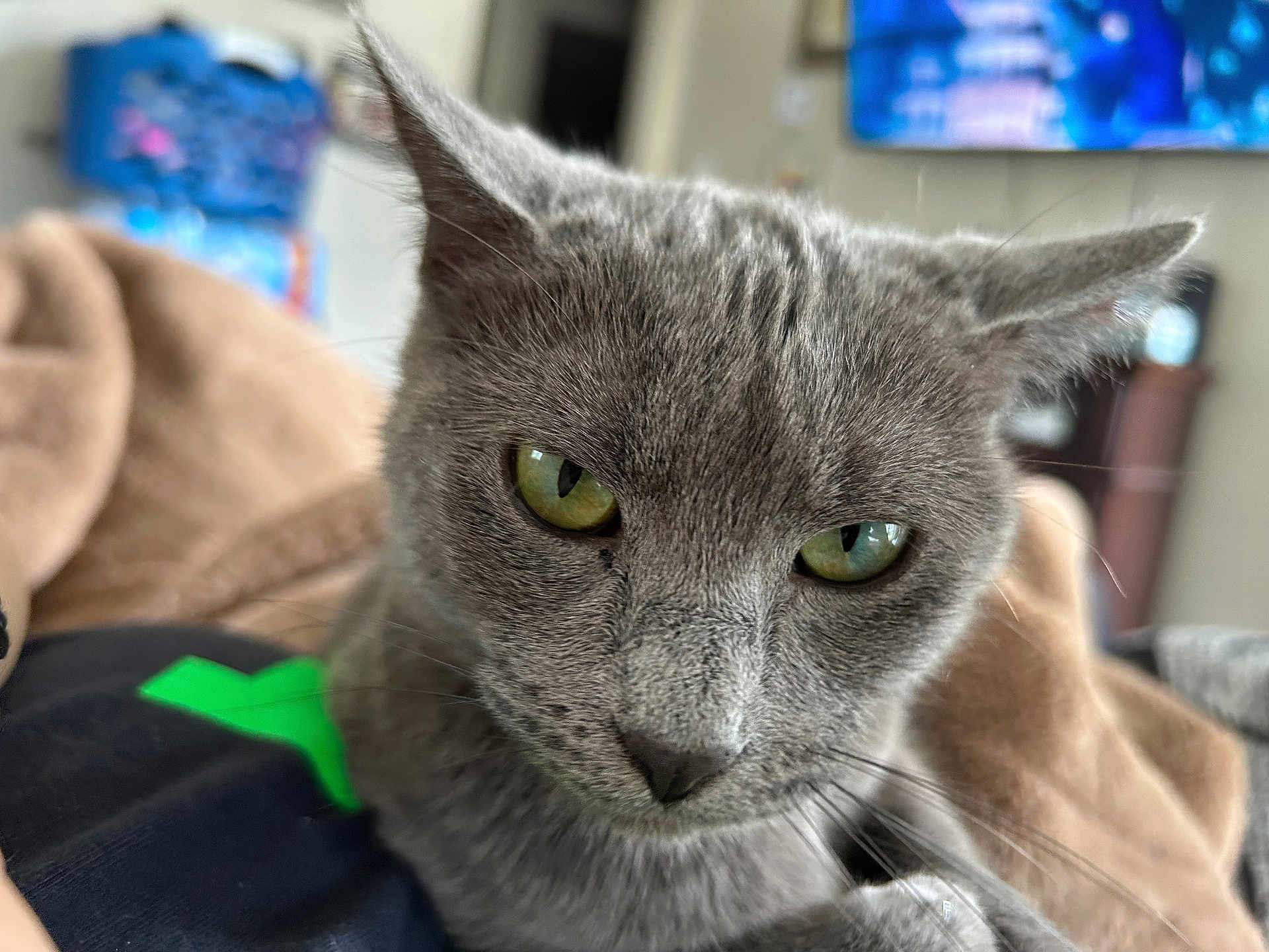Peppa Robinson is registered to the contest to win money with this photo: cat, gray_cat, close_up, green_eyes, pet, feline, whiskers, ears, blanket, indoor, cozy, soft_texture, fur, domestic_animal, resting, comfort, portrait, animal_face, household, blurred_background
