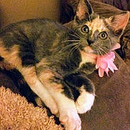 Cammie Jo is registered to the contest to win money with this photo: animal, calico, cat, closeup, collar, couch, cute, domestic, eyes, flower, fur, indoor, kitten, laying, paws, pet, pink, relaxed, soft, whiskers