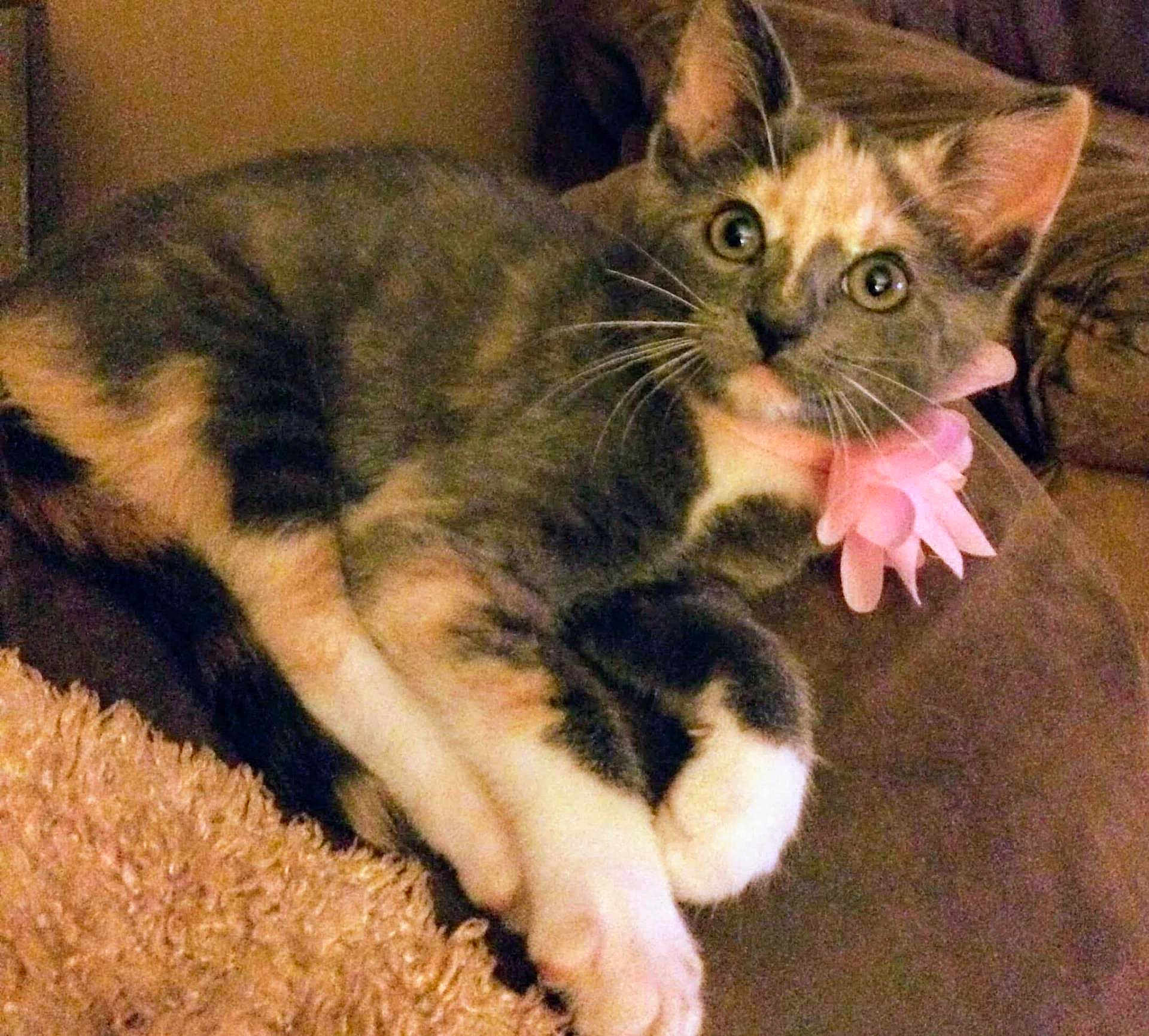 Cammie Jo is registered to the contest to win money with this photo: animal, calico, cat, closeup, collar, couch, cute, domestic, eyes, flower, fur, indoor, kitten, laying, paws, pet, pink, relaxed, soft, whiskers