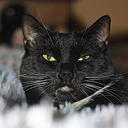 Mistletoe joined the competition — help win amazing prizes! cat, black_cat, close_up, portrait, animal, pet, whiskers, yellow_eyes, feline, indoor, soft_focus, blurred_background, face, fur, domestic_cat, cute, resting, alert, mystery